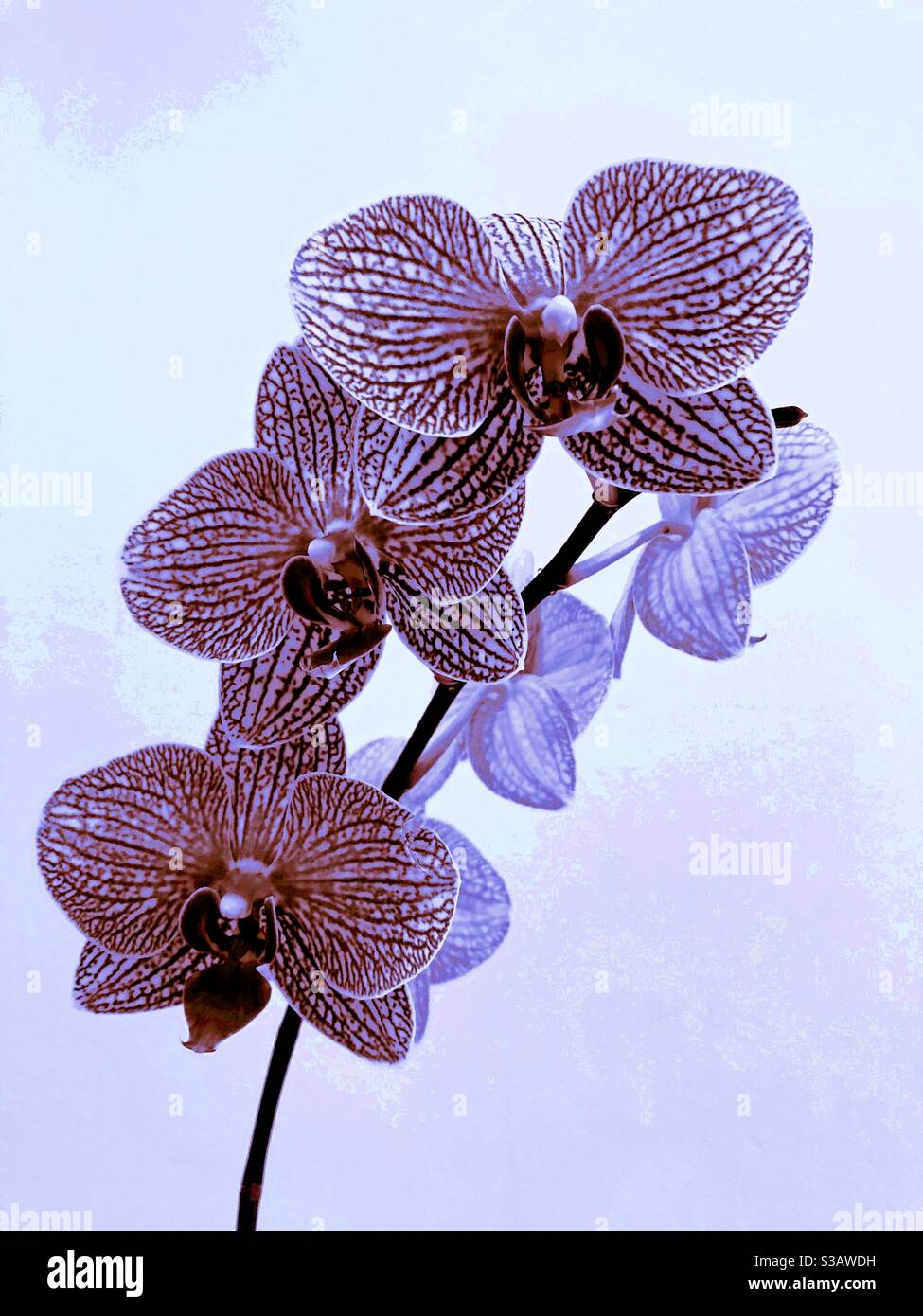 Rosa und lila Orchideenzweig. - Smartphone-aufgenommenes Stockfoto