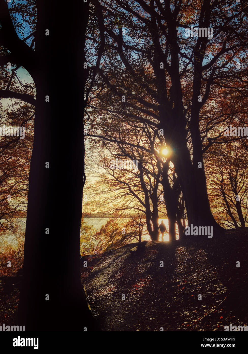Hinterleuchtete Figur, die durch die Herbstsonne am späten Nachmittag geht Der Wald am Anglezark Stausee bei Chorley in Lancashire Stockfoto