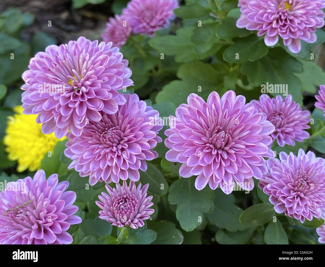 Purpurne Mütter blühen in einem Garten Stockfoto