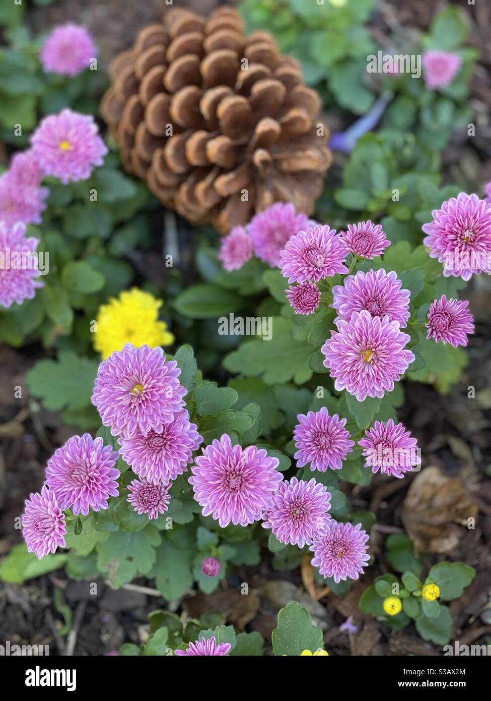 Chrysanthemen in Blüte Stockfoto