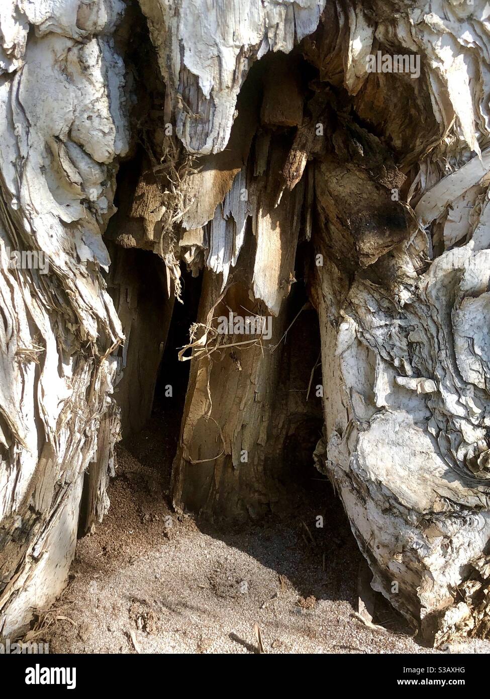 Hohl an der Basis eines Paperbark-Baumes in Western Australien - Smartphone-aufgenommenes Stockfoto