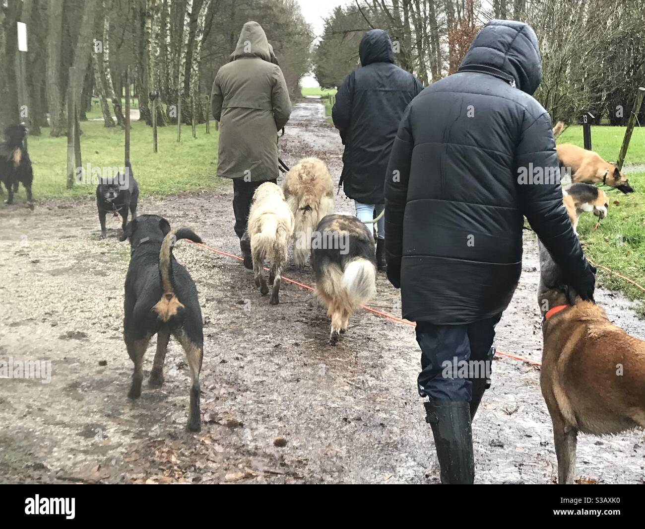 Hundespaziergängen mit einer Hundepappe Stockfoto