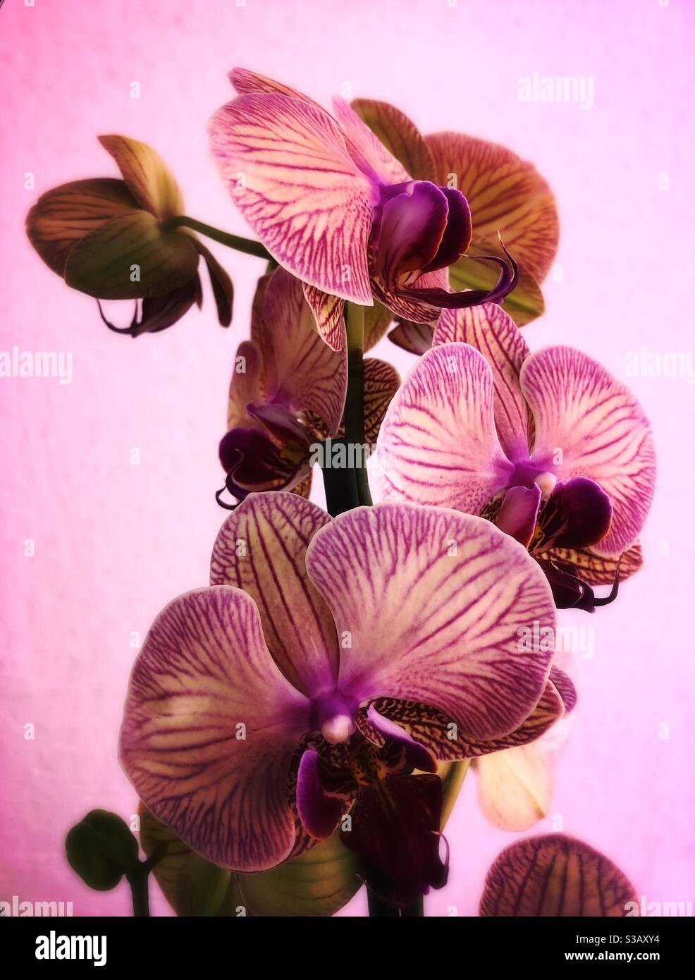 Orchideen - Smartphone-aufgenommenes Stockfoto