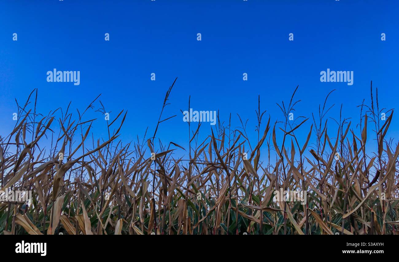 Maispflanze hält wieder am blauen Himmel bei Sonnenuntergang mit Kopie Platz - Smartphone-aufgenommenes Stockfoto