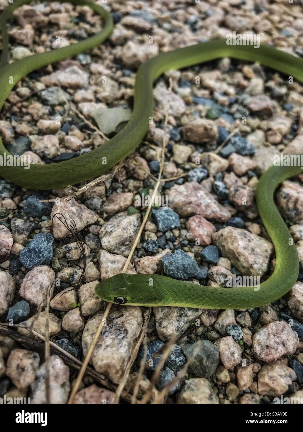 Kleine grüne Schlange wärmt sich auf Kies in North Carolina, Oktober Stockfoto
