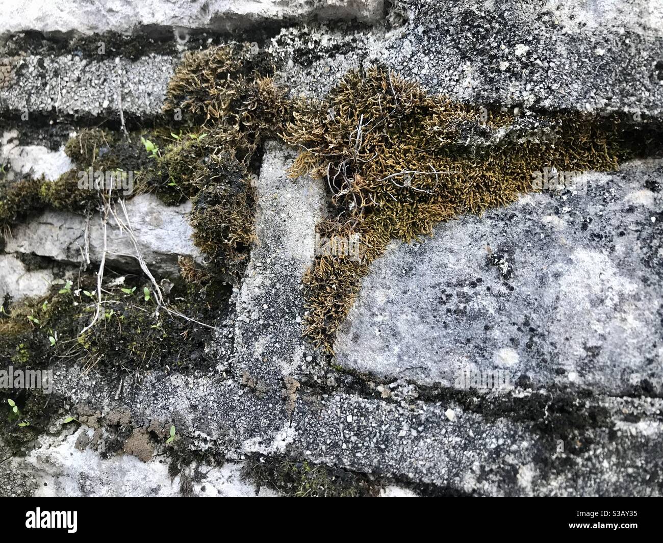 Moos wächst in den Rissen einer Mauer, die in den 1930er Jahren vom Civilian Conservation Corps im Mittleren Westen der Vereinigten Staaten errichtet wurde. Der Kalkstein ist schneller abgewetzt als der Zement. Stockfoto