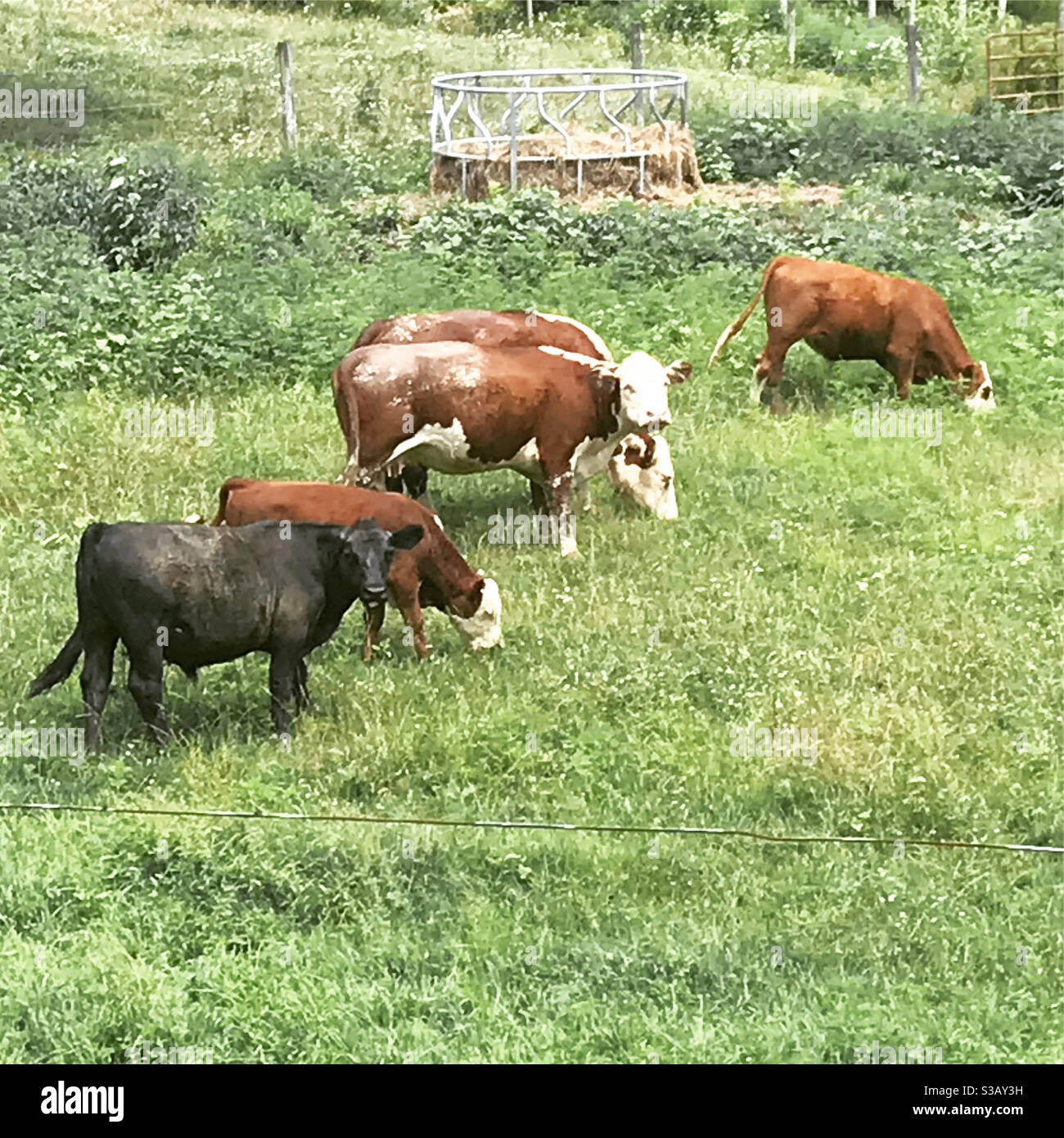 Grasende Kühe Stockfoto