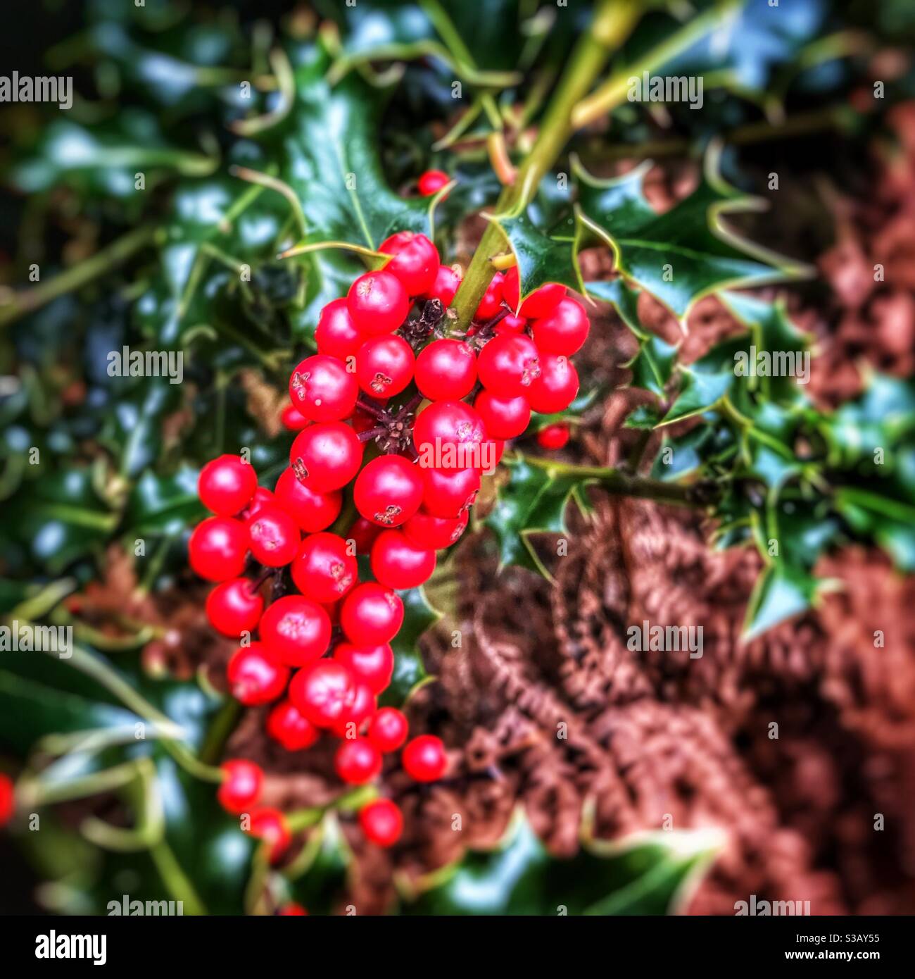 HollyBerries Stockfoto