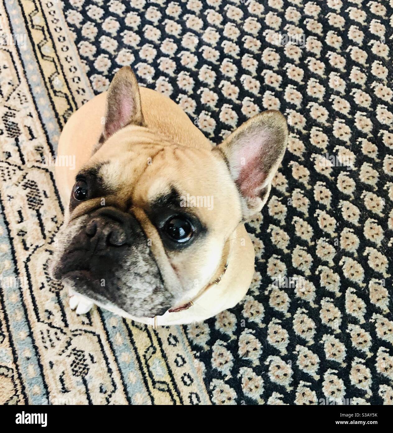 #Mops#Hund#Temperament#fügsam#charmant#intelligent#hartnäckig#Sozial#verspielt}ruhig#achtsam#Schwarz, Hellbraun, Aprikose, Silber Beige Stockfoto