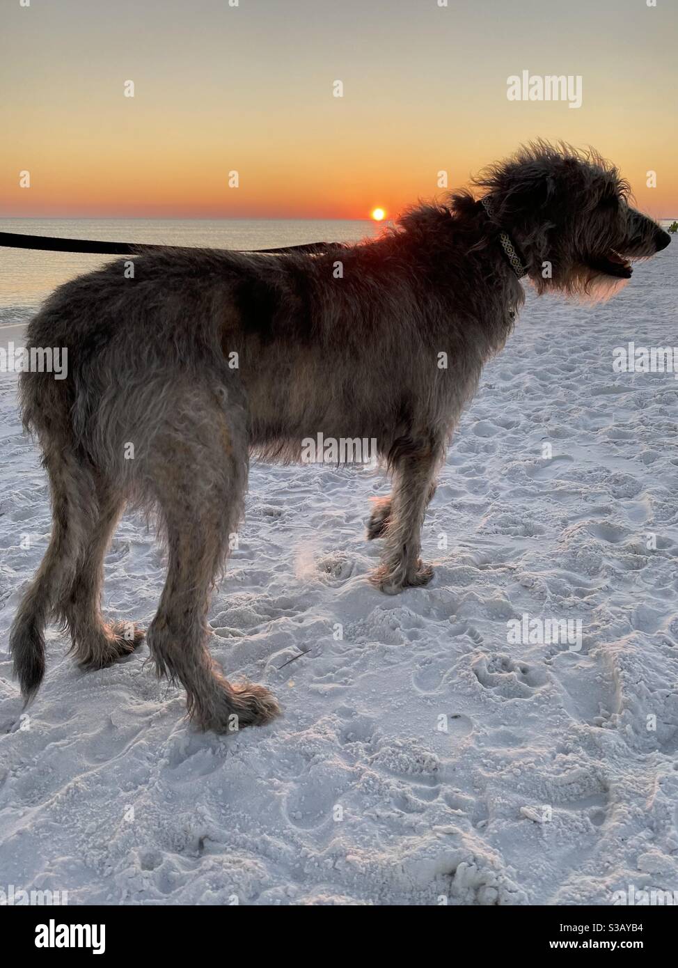 Irischer Wolfshund, der bei Sonnenuntergang am weißen Sandstrand steht Stockfoto