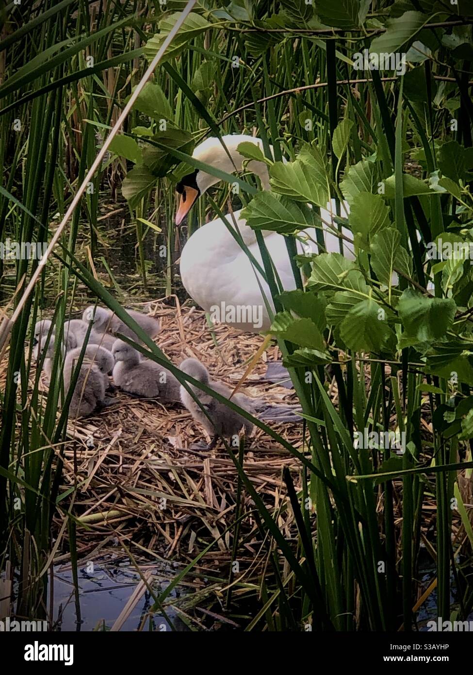 Eine neue Mutter, die sich um ihre Signet gefreut hat Stockfoto