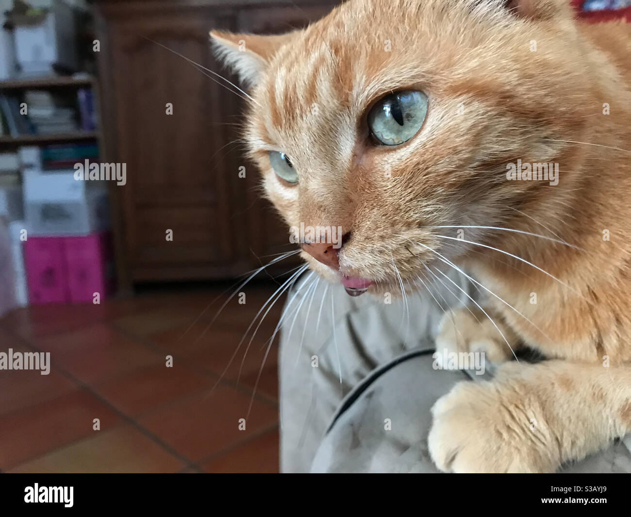 Nahansicht der Ingwer-Katze mit grünen Augen - Smartphone-aufgenommenes Stockfoto