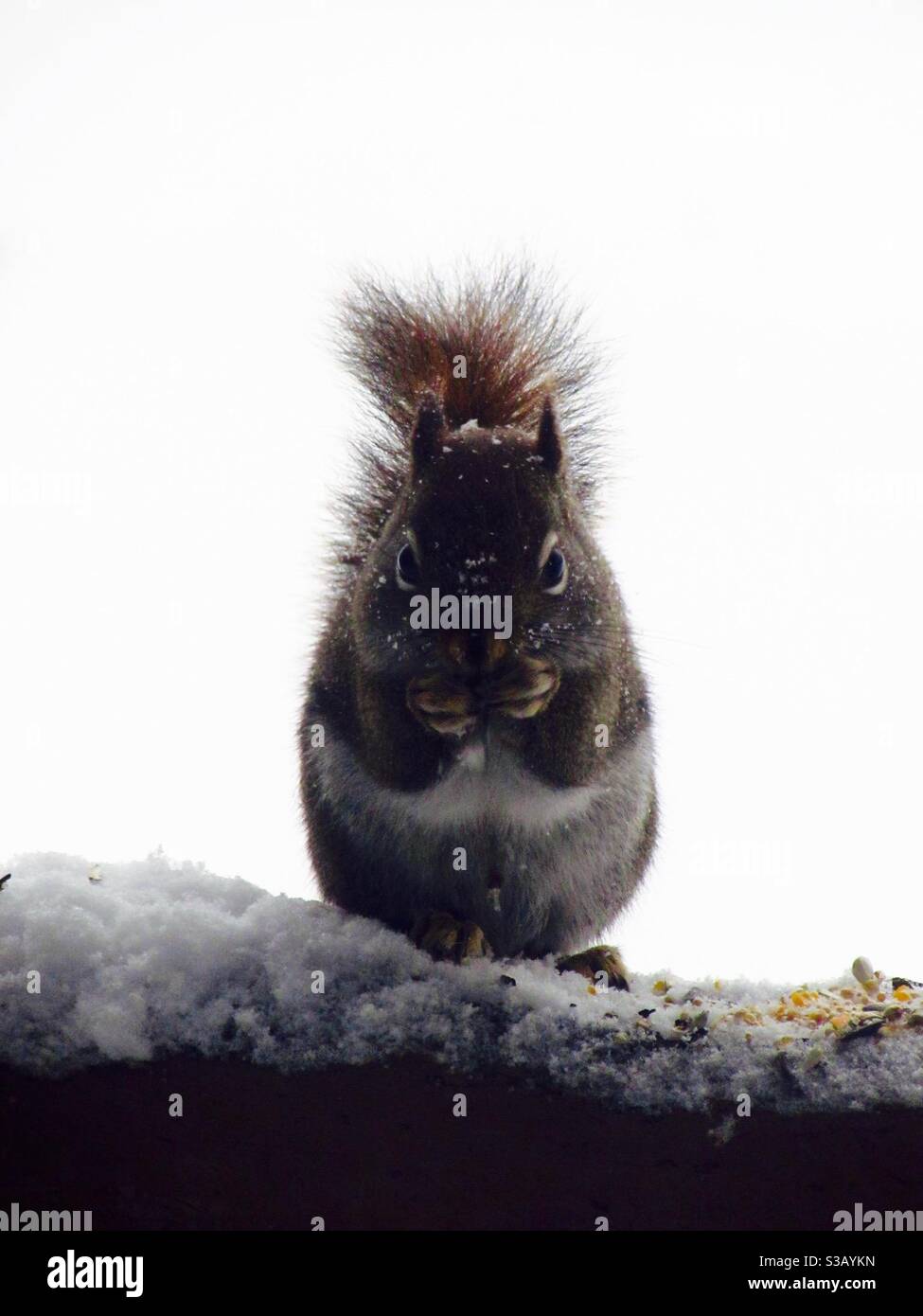 Eichhörnchen im Winter. Stockfoto