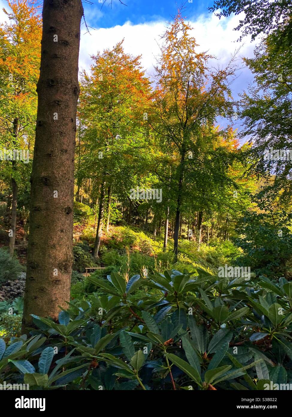 Himalayan Garden & Sculpture Park, Wald, Gärten, Ripon, North Yorkshire, Oktober, Herbst, Open-Air-Galerie, Stockfoto