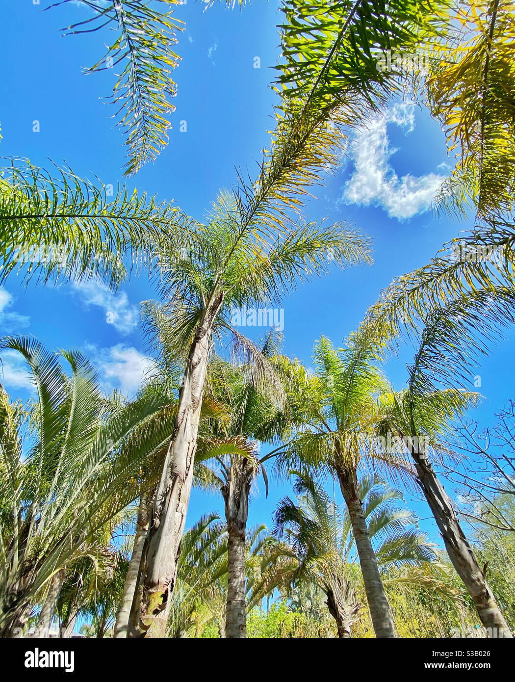 Palmenbaumund blauer Himmel mit Wolke. Stockfoto