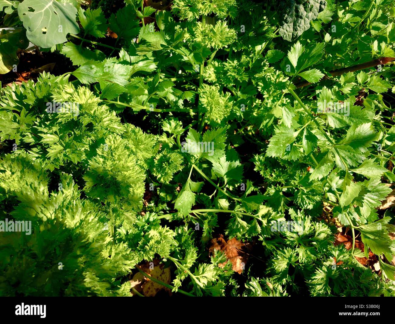 Leuchtend grünes Sellerie-Blatt im wilden Garten an einem sonnigen Herbsttag. Stockfoto