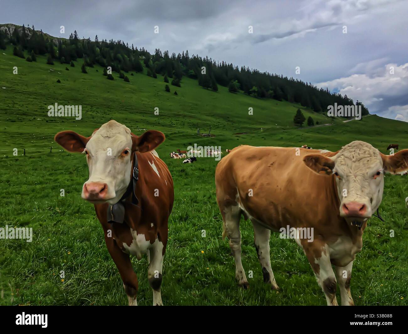 Kühe auf der Alm in der Schweiz aus nächster Nähe - Smartphone-aufgenommenes Stockfoto