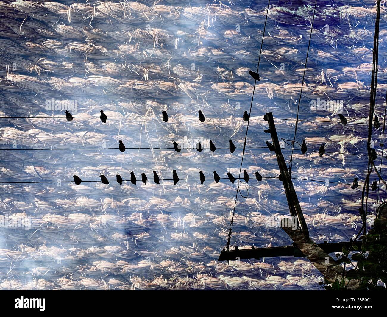 Das Profil der Vögel, die auf einem Draht thront, der eine Seilstruktur überdeckt. Stockfoto