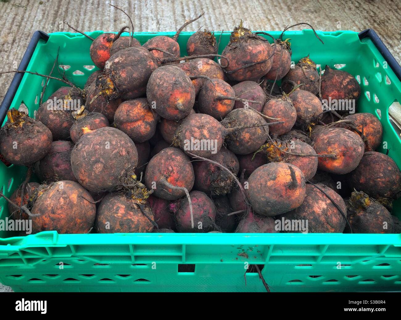 Ein Behälter mit frisch geernteter Bio-Rote Bete Stockfoto
