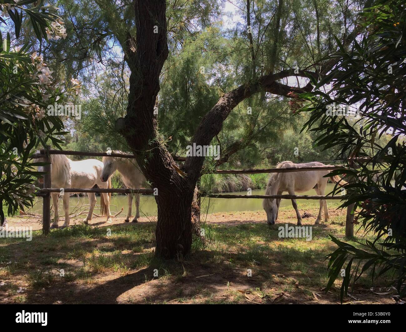 camargue Pferde grasen im Schatten des Baumes - Smartphone-aufgenommenes Stockfoto