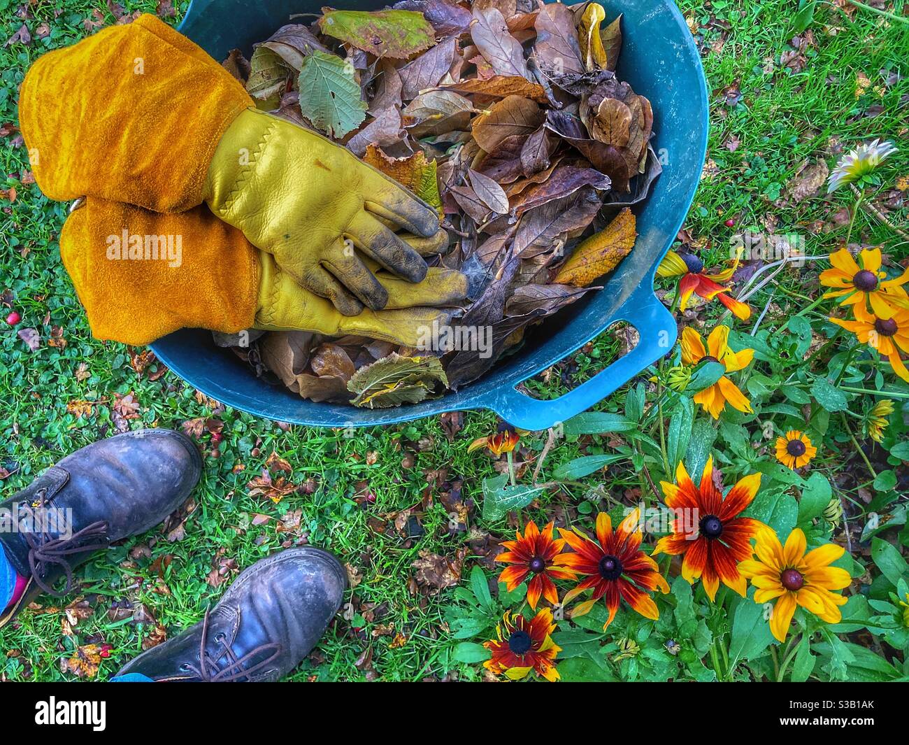 Herbstjob im Garten, aufsammeln gefallener Blätter - Smartphone-aufgenommenes Stockfoto