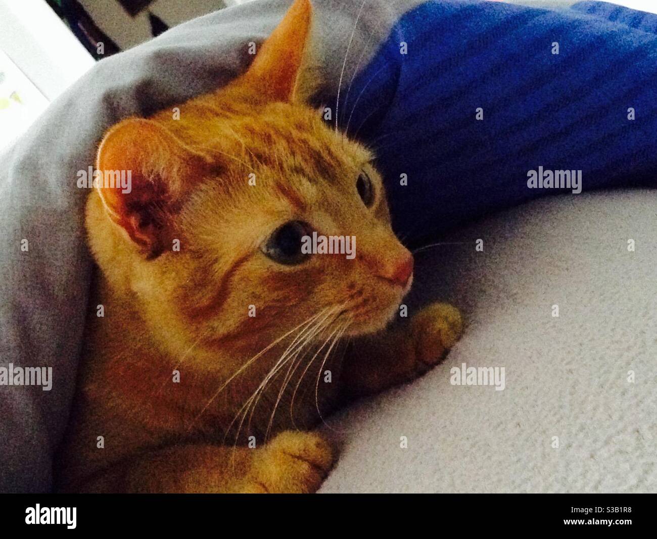 Katze versteckt unter der decke Fotos und Bildmaterial in hoher Auflösung Alamy