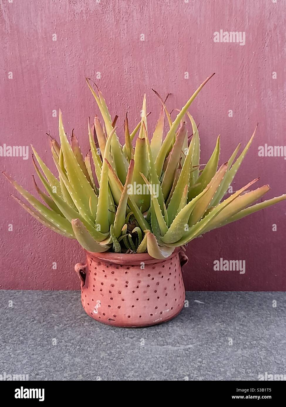 Aloe Pflanze durch eine rosa bemalte Wand - Smartphone-aufgenommenes Stockfoto