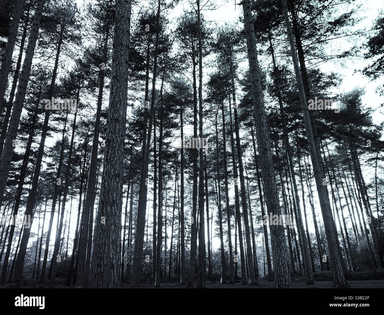 Einfarbige schwarz-weiße Waldbäume Stockfoto