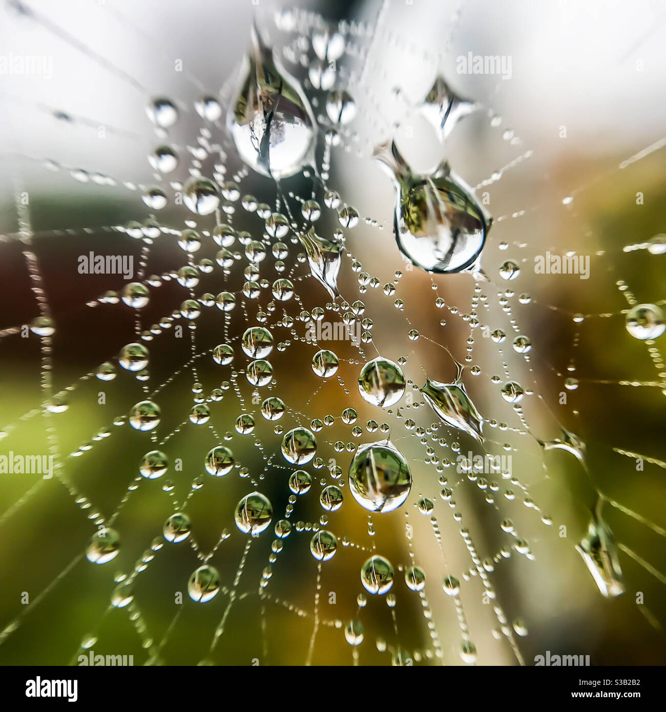 Wassertröpfchen in einem Spinnennetz Stockfoto