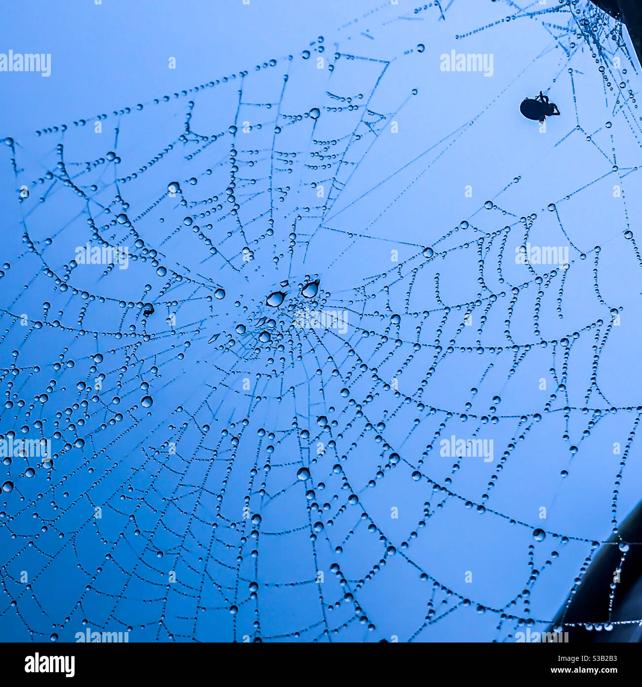 Wassertropfen auf einem Spinnennetz Stockfoto