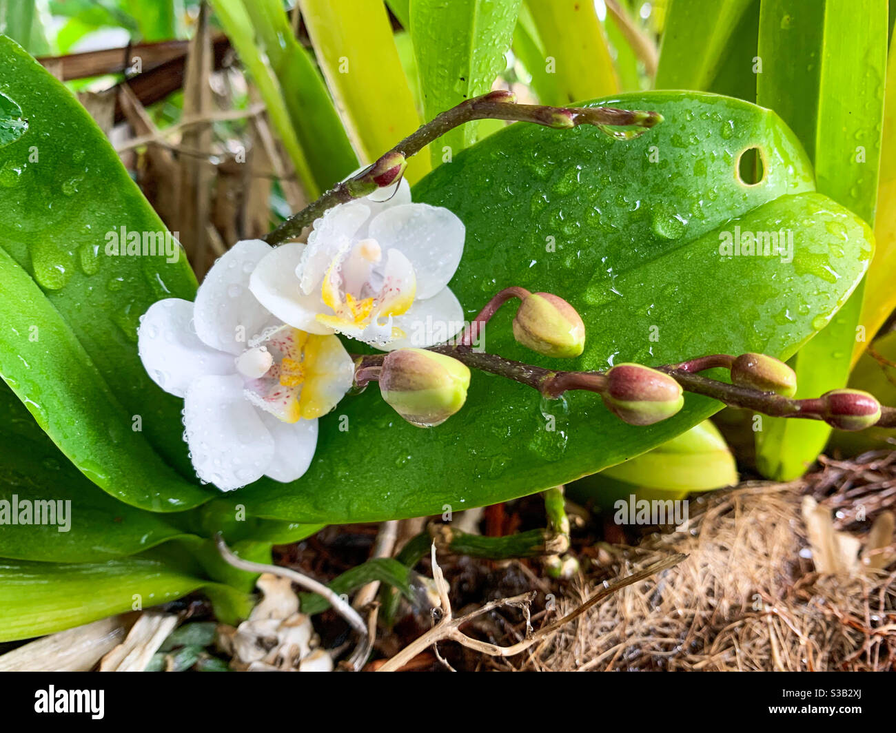 Arrangiert von Natur, herrliche weiße Phalaenopsis Motte Orchideenblüten und Knospen, die majestätisch die breiten grünen Blätter öffnen Stockfoto