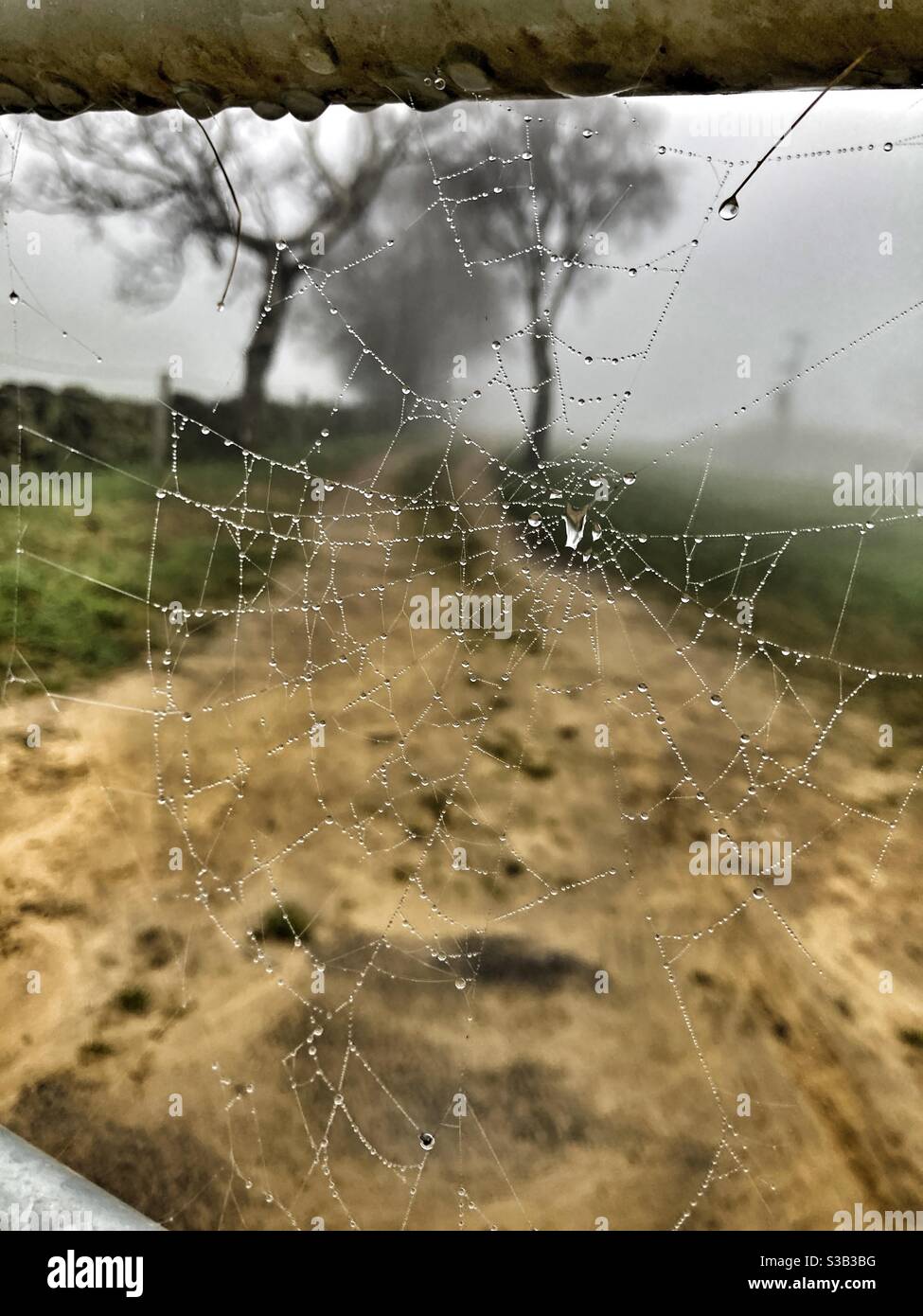 Spinnen Netz an regnerischen Tag Stockfoto