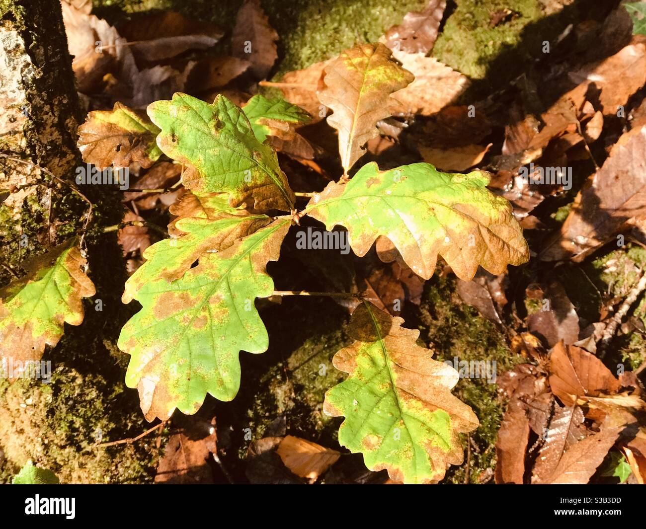 Eichenblätter auf dem Turn - Smartphone-aufgenommenes Stockfoto