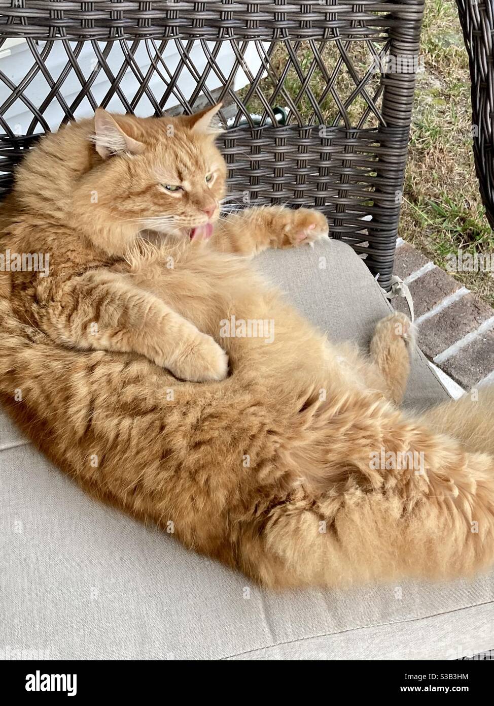 Große orange flauschige Katze im Stuhl draußen lecken Fell Stockfoto