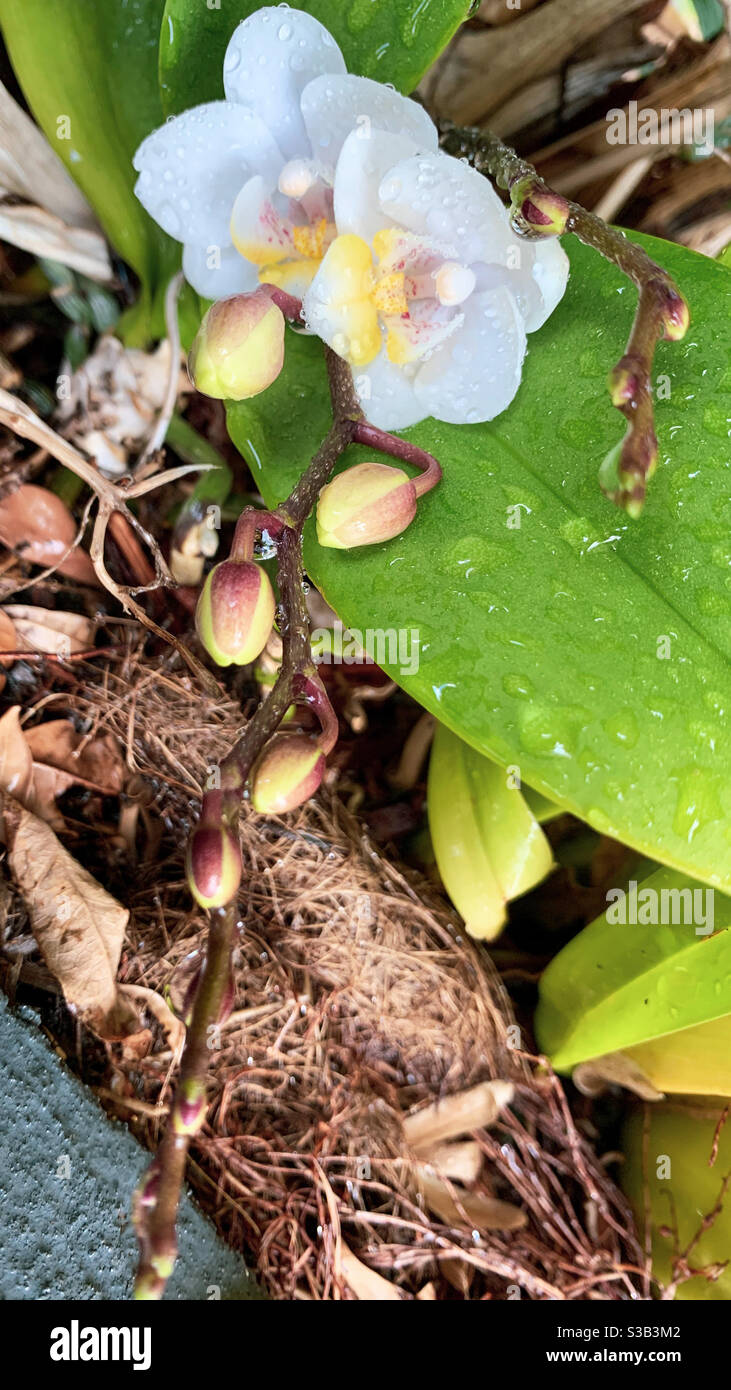 Entzückende weiche weiße Phalaenopsis oder Moth Orchideenblumen und Knospen Wachstum Stockfoto