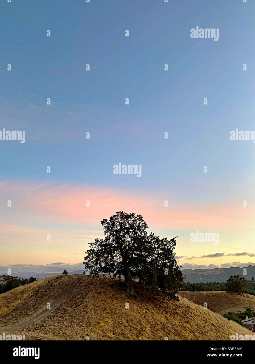Einzelne Eiche auf der Kälte, mit dem Himmel oben. Stockfoto