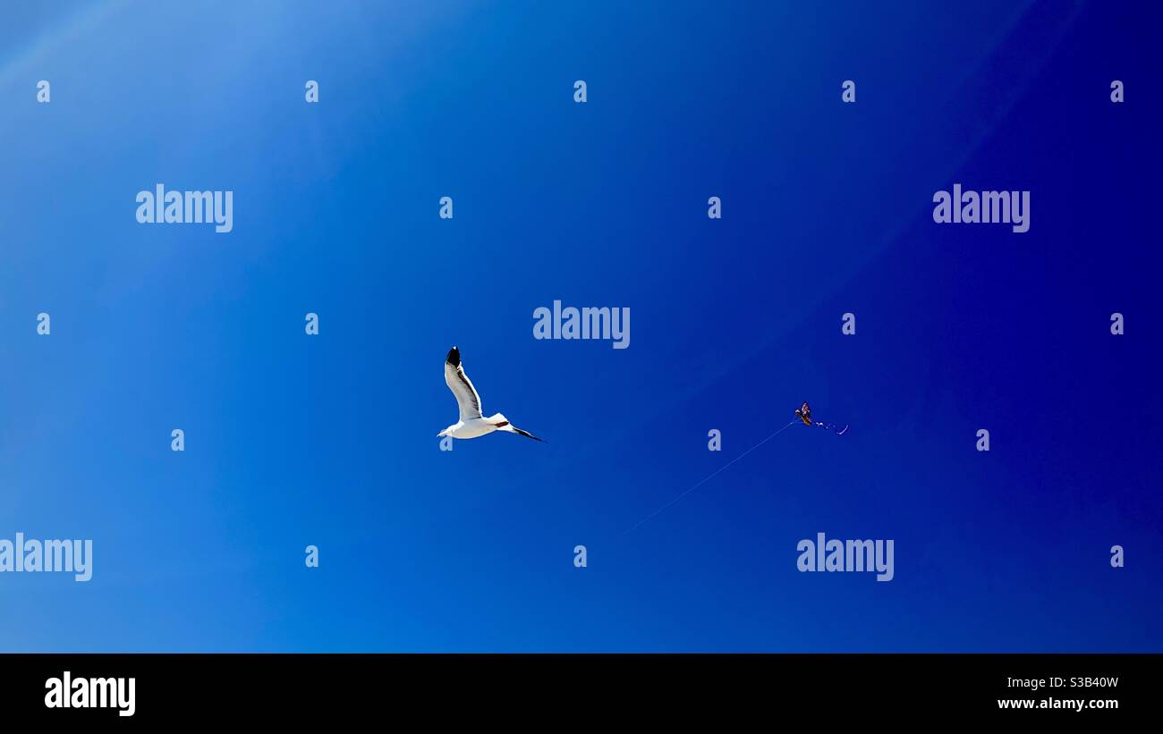 Möwe fliegt mit einem Drachen gegen einen tiefblauen Himmel Fliegen in der Nähe Stockfoto