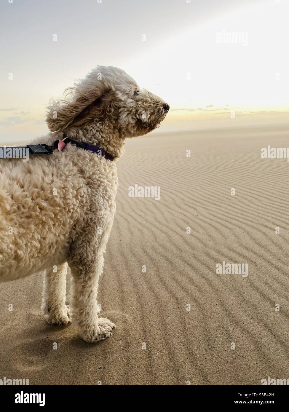 Ein weißer Labradoodle an einem windigen Strand. - Smartphone-aufgenommenes Stockfoto