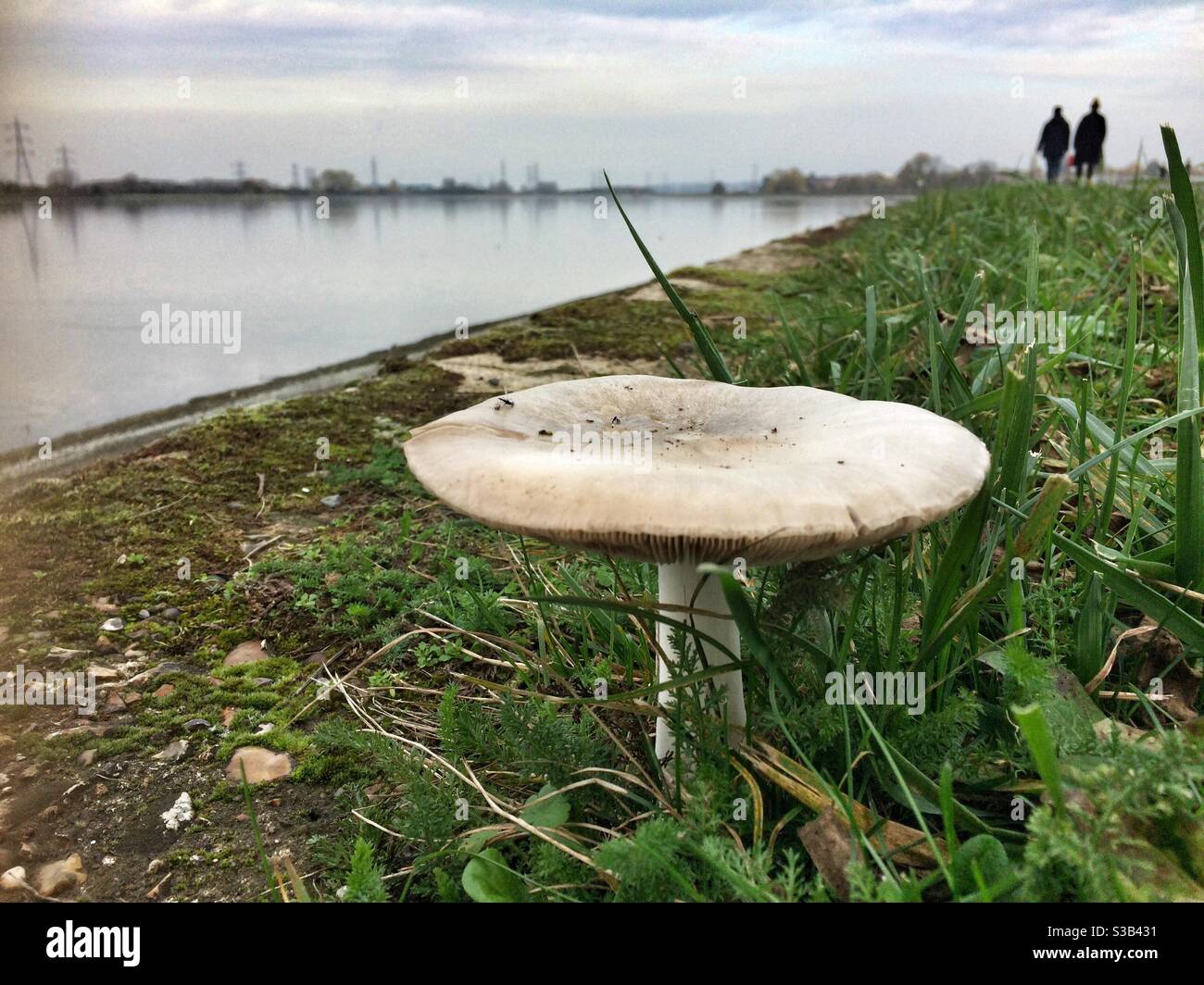Ein wilder Pilz wächst am Rande des Lockwood Reservoirs in Walthamstow, London. - Smartphone-aufgenommenes Stockfoto