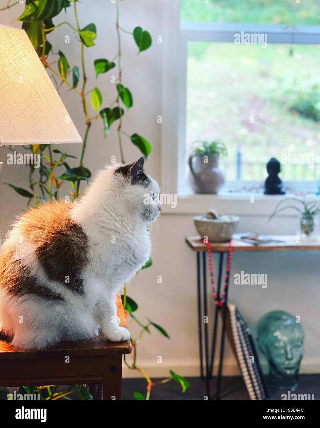 Eine Katze, die neben einer Lampe in einem modernen, luftigen Raum mit Pflanzen sitzt. Stockfoto