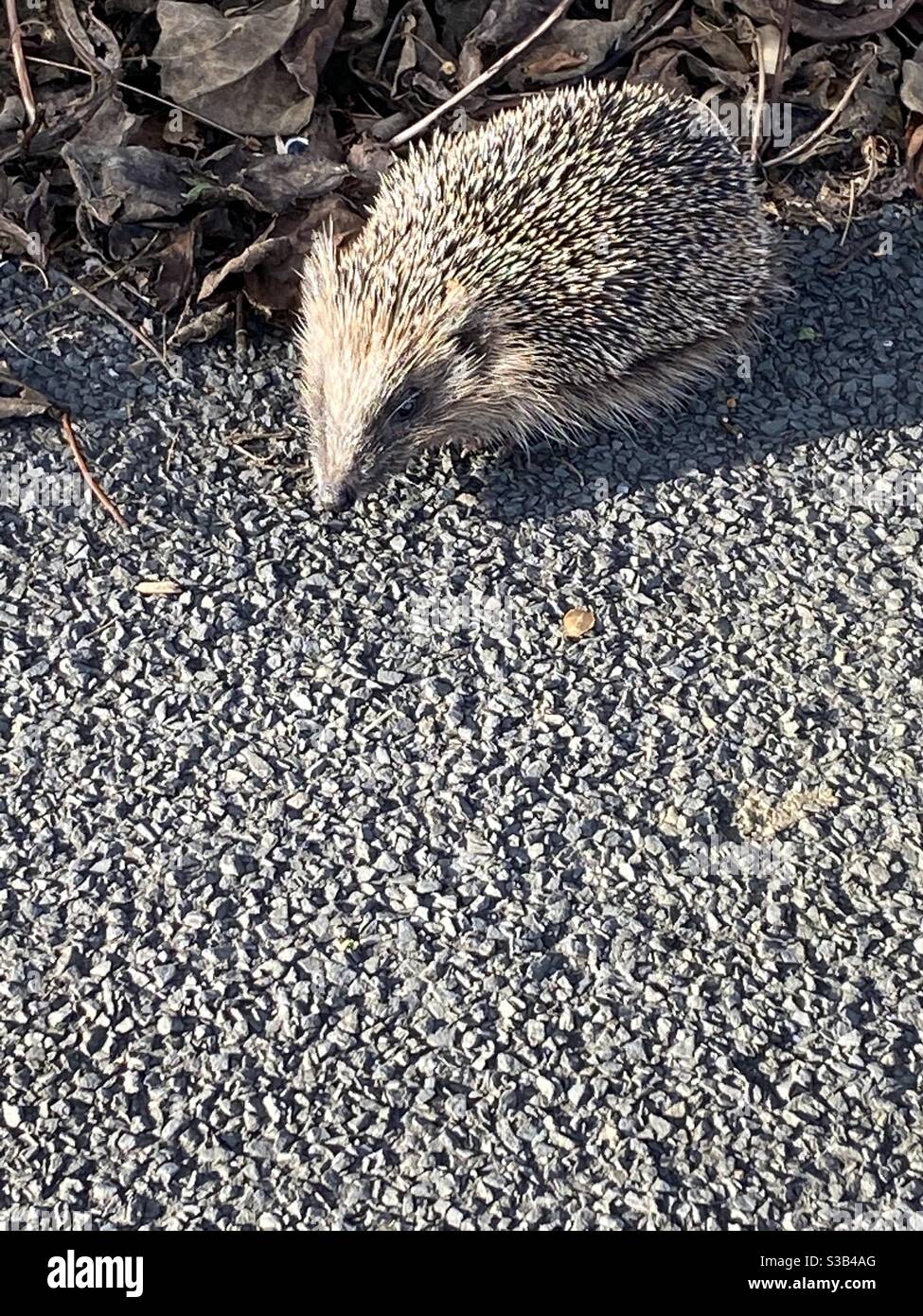 Garten Igel Stockfotos und bilder Kaufen Alamy