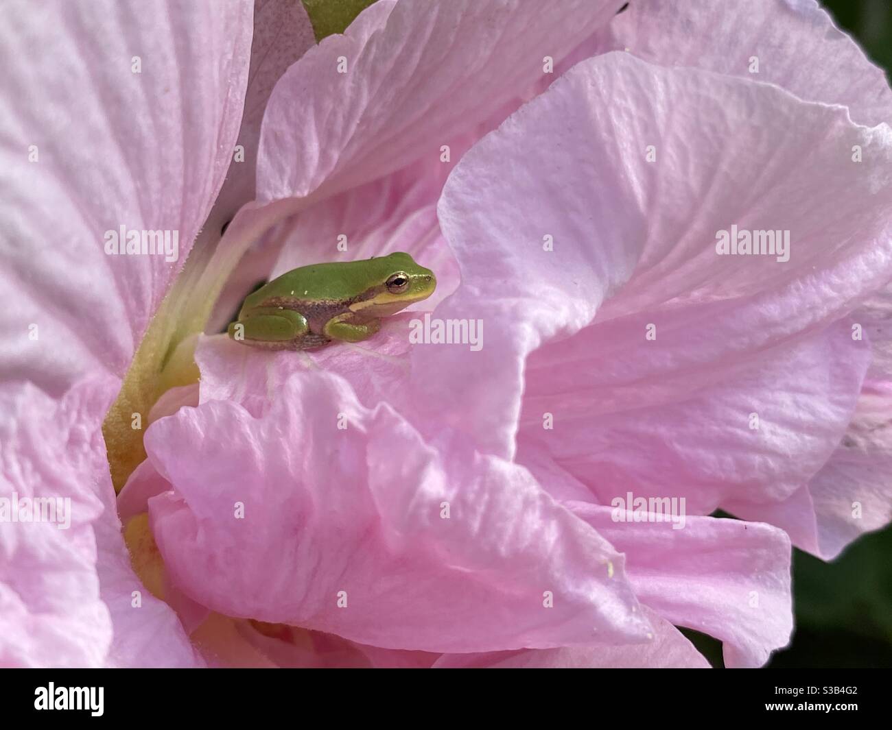 Baby grünen Baumfrosch auf rosa Blume - Smartphone-aufgenommenes Stockfoto
