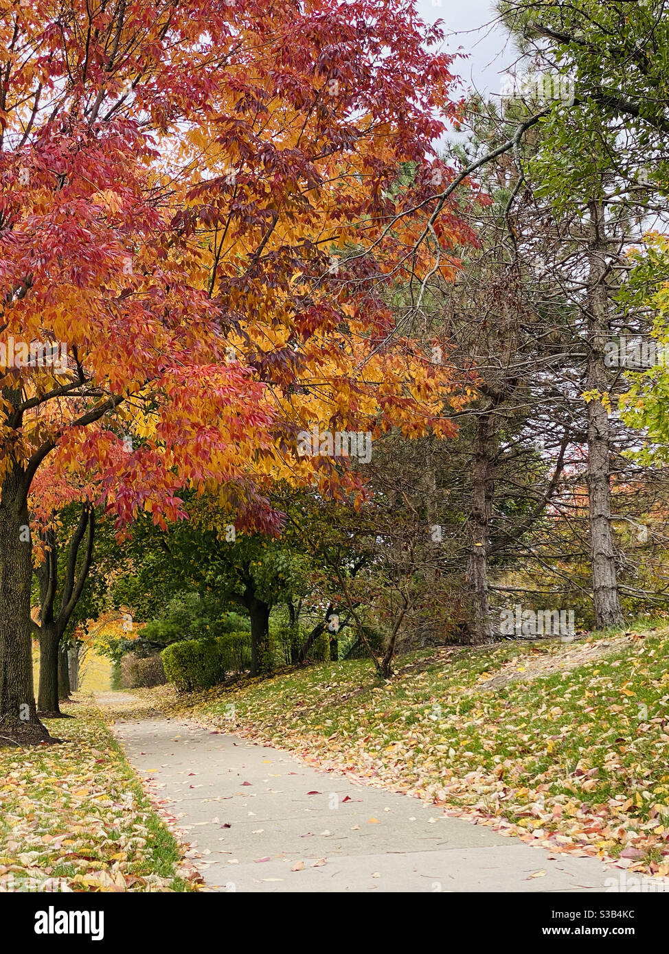 Gehweg umgeben von bunten Herbstblättern Stockfoto