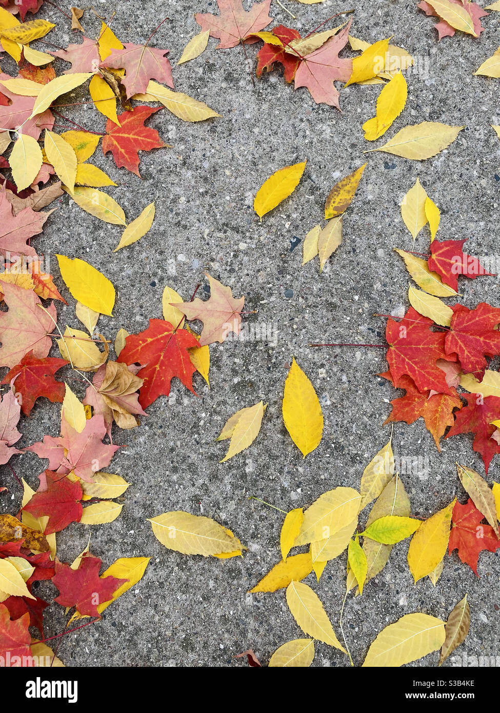 Bunte Herbstblätter auf dem Bürgersteig Stockfoto