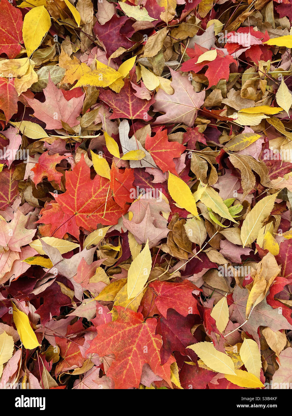 Stapel von Blättern im Herbst Stockfoto