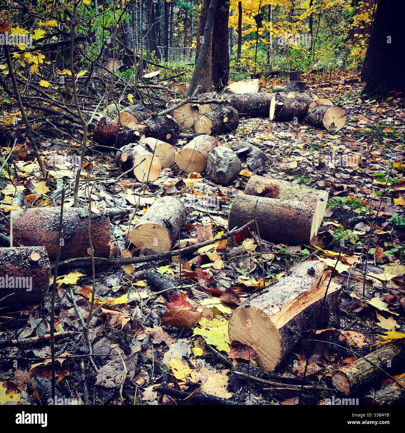 Holzstämme im Wald, 2020 - Smartphone-aufgenommenes Stockfoto