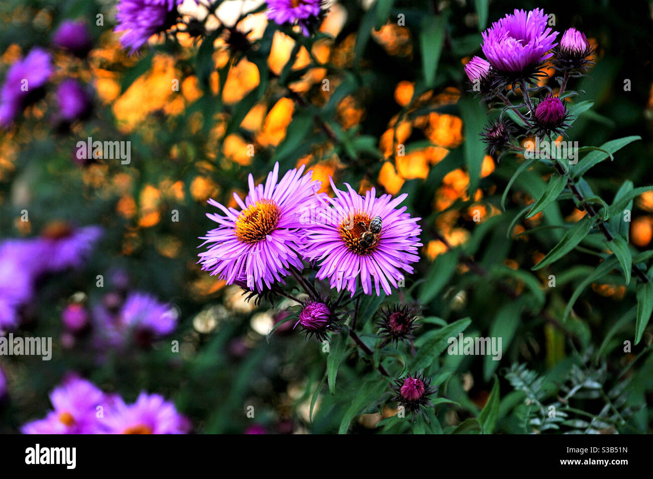 Zwei lila Blüten und eine Biene auf einer davon - Smartphone-aufgenommenes Stockfoto