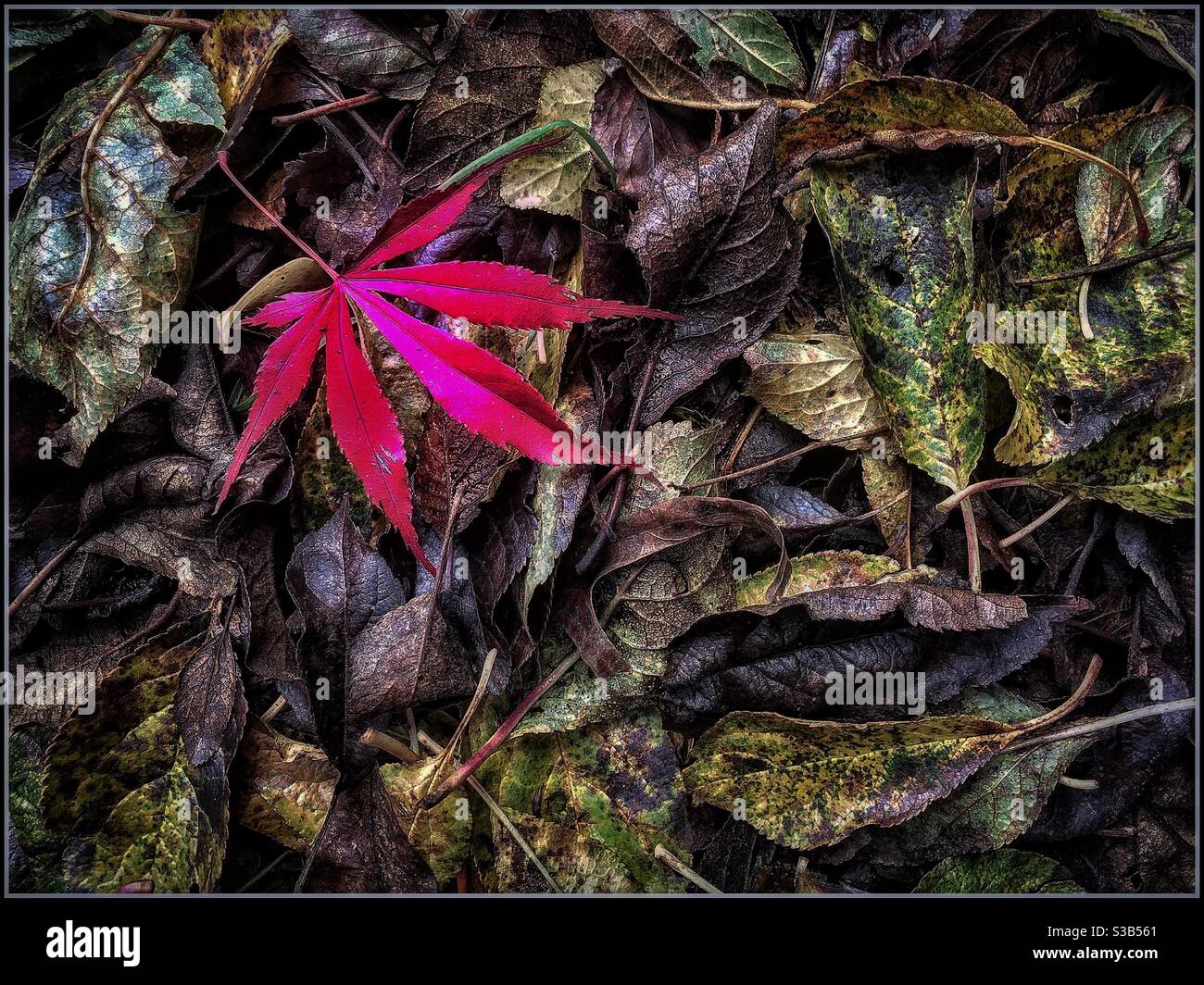 Gefallene Herbstlaub. - Smartphone-aufgenommenes Stockfoto