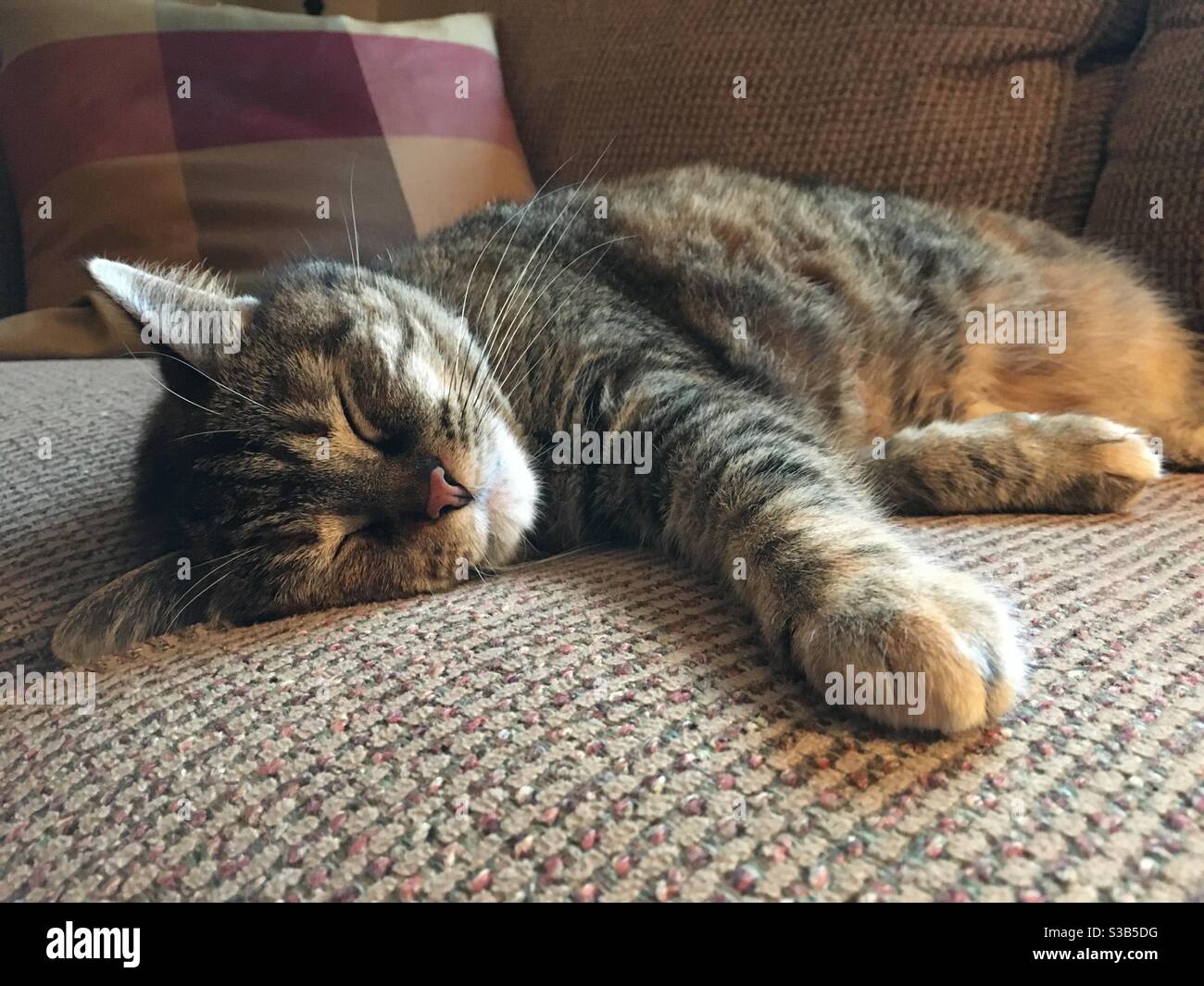 Eine erkrampfte Katze entspannt sich auf einem Kissen. Stockfoto