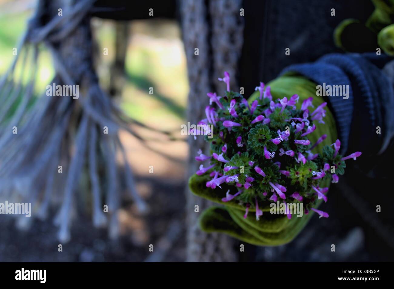 Violette Blumen in der Hand und ein grauer Schal im Wind. Stockfoto